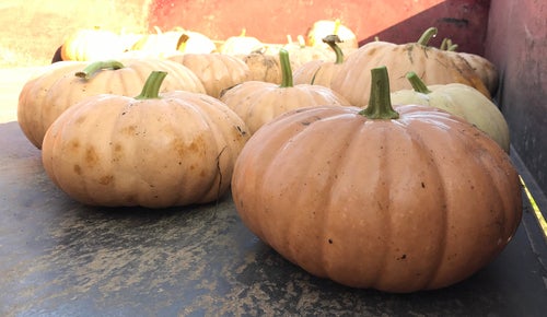 Long Island Cheese Pumpkin