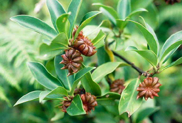 Farm.hand.seeds Anise