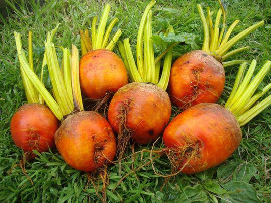 Farm.hand.seeds Pink Plume Celery 