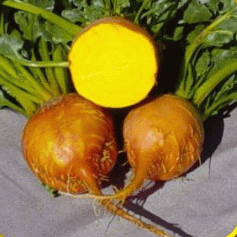 Farm.hand.seeds Detroit Golden Beet