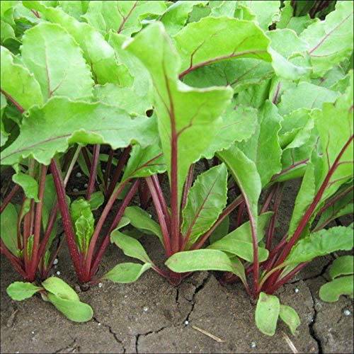 beyond organic seeds Green Top Bunching Beets