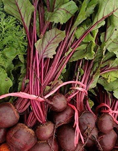 beyond organic seeds Green Top Bunching Beets