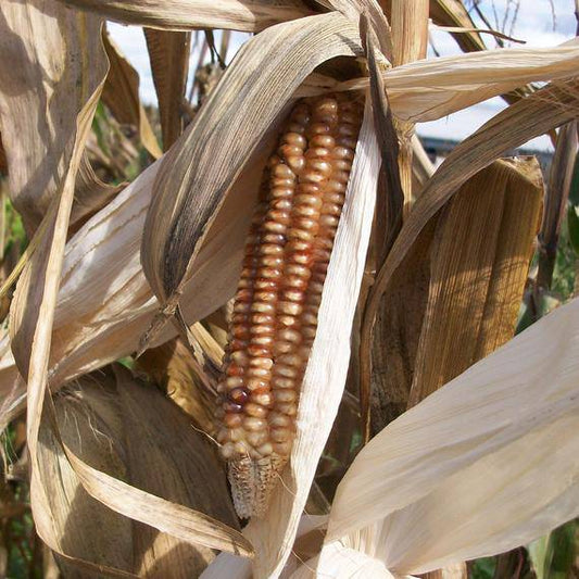 Brown Mini Corn