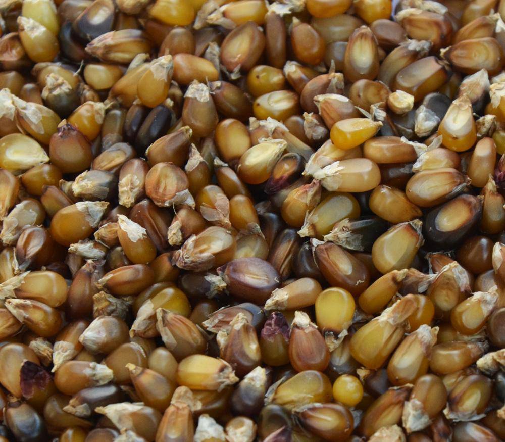 Mini Soft Corn Brown Mini Corn Seeds - Rare Heirloom Indian Corn | Farm Hand Seeds ...
