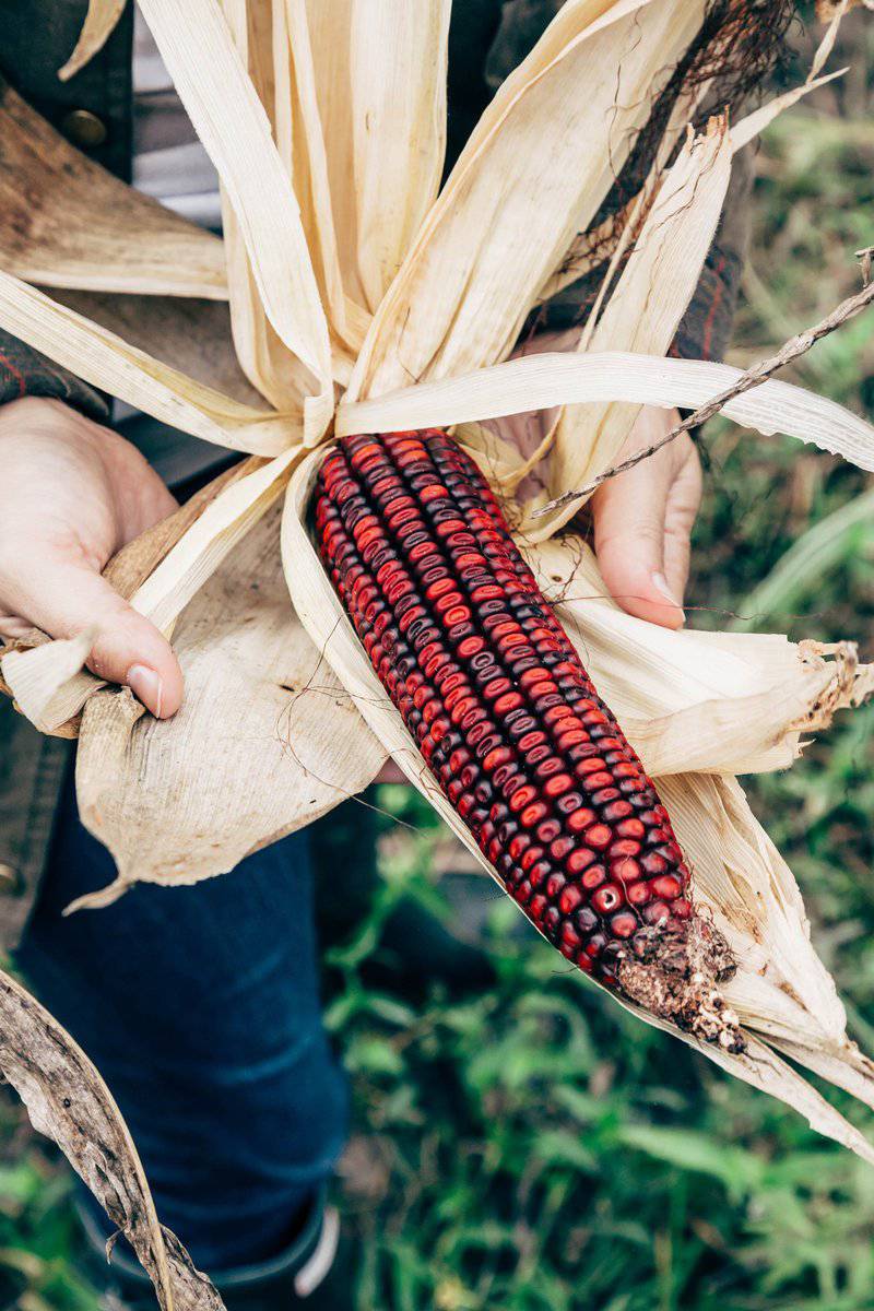 Jimmy Red Corn - Premium {PRODUCTsweet cornJimmy Red Corn_TYPE} from Farm.hand.seeds - Just $3.15! Shop now at Farm.hand.seeds