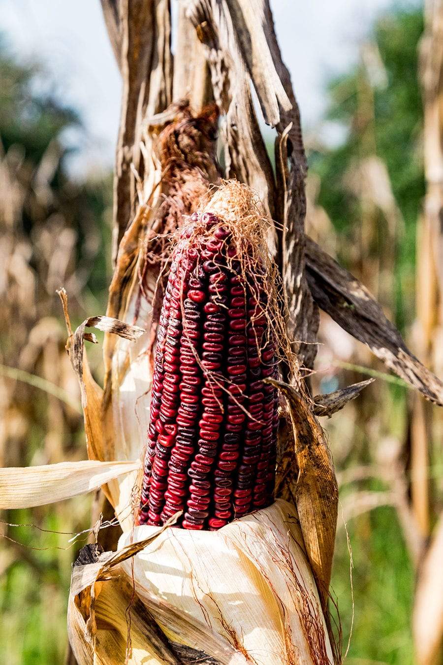 Jimmy Red Corn - Premium {PRODUCTsweet cornJimmy Red Corn_TYPE} from Farm.hand.seeds - Just $3.15! Shop now at Farm.hand.seeds