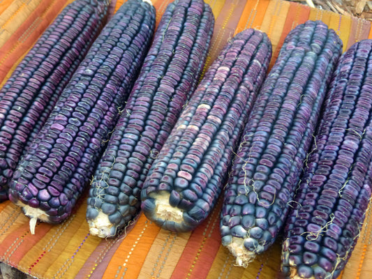 Ohio blue corn