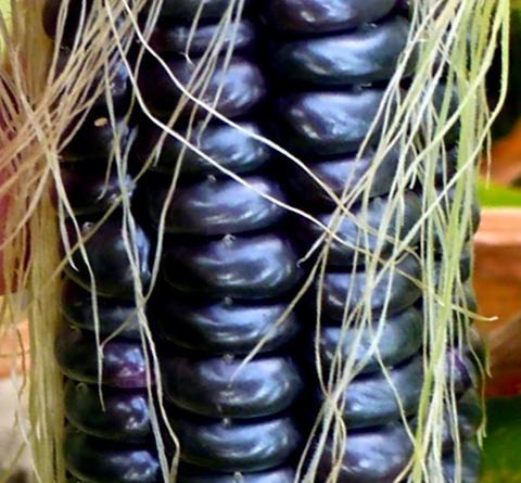 Ohio blue corn - Premium {PRODUCTsweet cornOhio blue corn_TYPE} from beyond organic seeds - Just $2.79! Shop now at Farm.hand.seeds