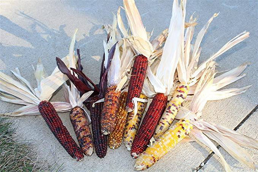 Seneca Mini Indian Corn