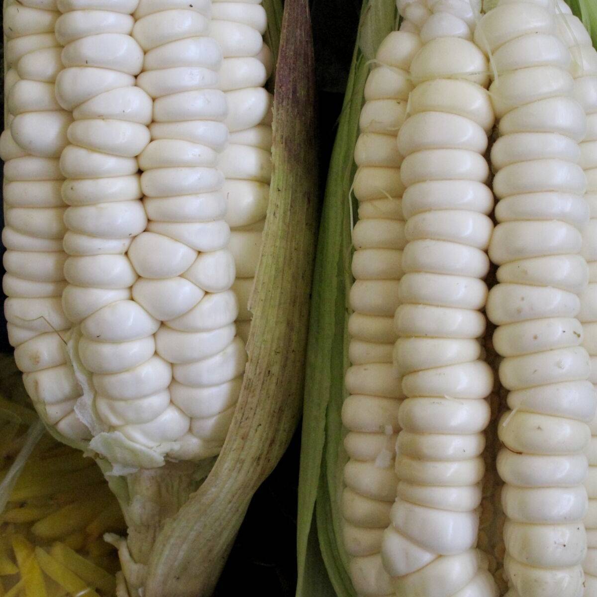 Silver mine white corn - Premium {PRODUCTsweet cornSilver mine white corn_TYPE} from Farm.hand.seeds - Just $2.79! Shop now at Farm.hand.seeds