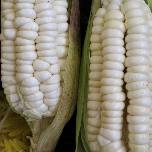 Silver mine white corn