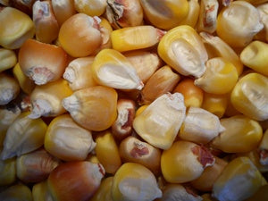 Truckers favorite. Yellow corn - Premium {PRODUCTsweet cornTruckers favorite. Yellow corn_TYPE} from Farm.hand.seeds - Just $2.89! Shop now at Farm.hand.seeds