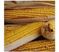 Truckers favorite. Yellow corn - Premium {PRODUCTsweet cornTruckers favorite. Yellow corn_TYPE} from Farm.hand.seeds - Just $2.89! Shop now at Farm.hand.seeds