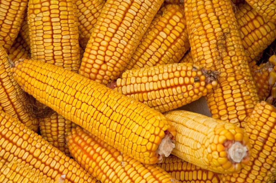 Truckers favorite. Yellow corn - Premium {PRODUCTsweet cornTruckers favorite. Yellow corn_TYPE} from Farm.hand.seeds - Just $2.89! Shop now at Farm.hand.seeds