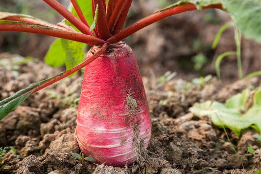 Red daikon radish