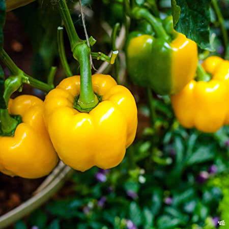 Farm.hand.seeds Sunbright Yellow Sweet Bell Pepper