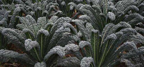 Tuscany Black Kale