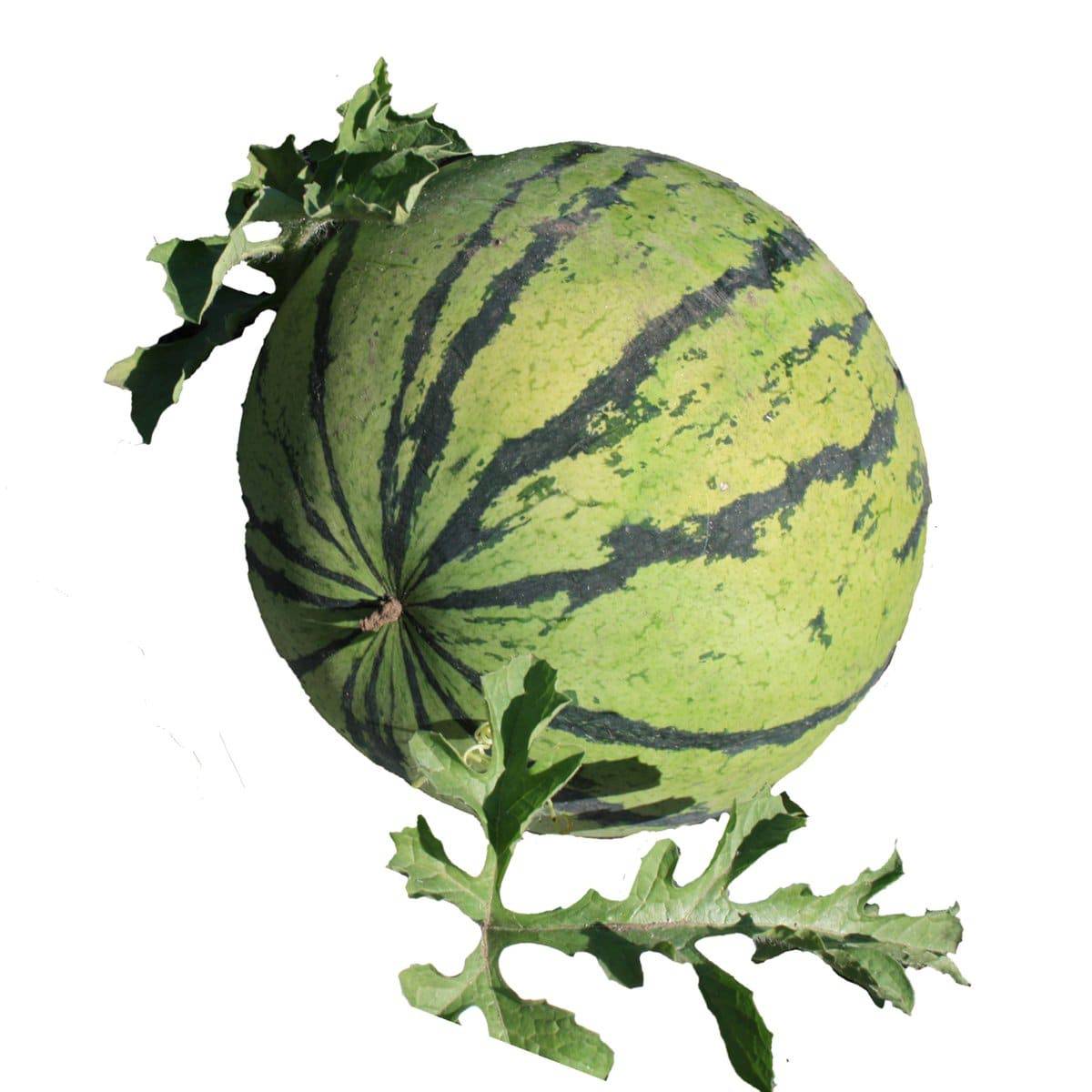 Farm Hand Seeds Cream of Saskatchewan Heirloom Melon