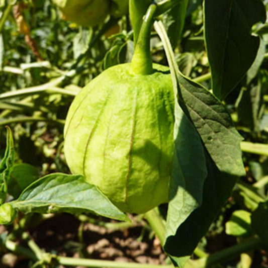 Farm Hand Seeds Grande Rio Verde  Tomatillo