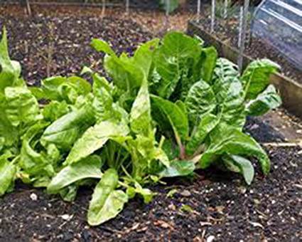 Farm.hand.seeds Perpetual Spinach Swiss Chard