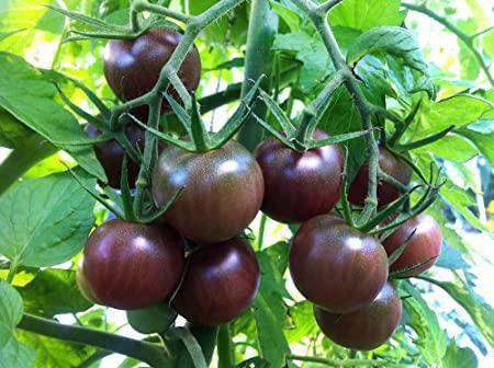 farm hand seeds Black Cherry Tomato
