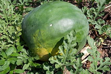 Farm.hand.seeds Florida giant watermelon