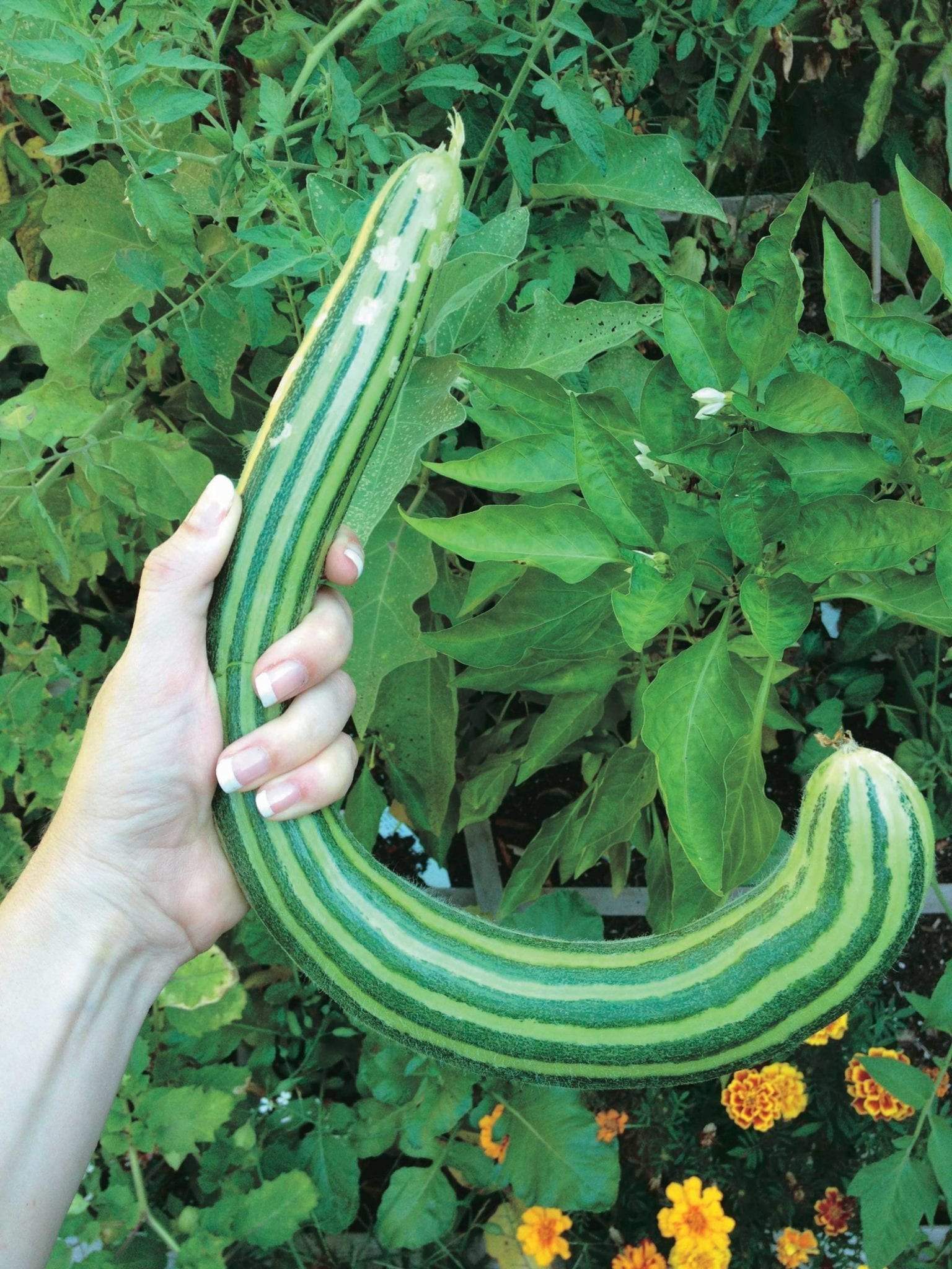 Striped Armenian Cucumber - Premium {PRODUCTsweet cornStriped Armenian Cucumber_TYPE} from Farm.hand.seeds - Just $2.89! Shop now at Farm.hand.seeds