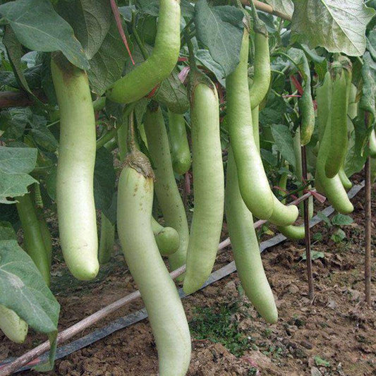 Louisiana Long Green Eggplant