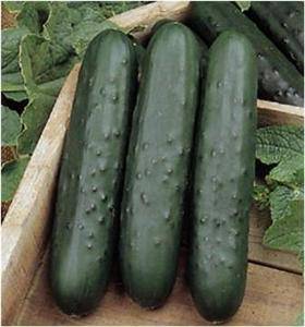 Poinsett 76 Heirloom Cucumber