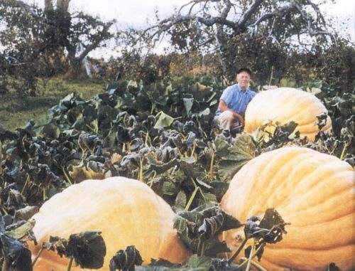 Atlantic Moon Pumpkin