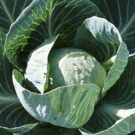 All Seasons Cabbage