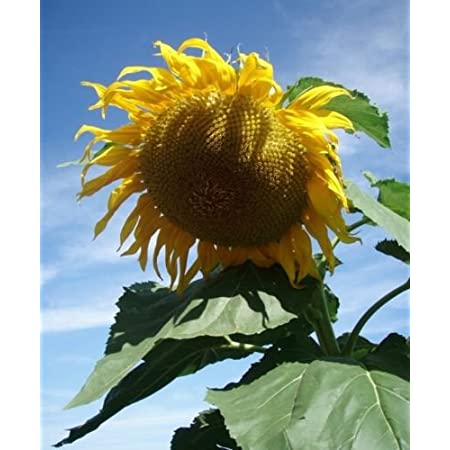 Titan sunflower - Premium {PRODUCTsweet cornTitan sunflower_TYPE} from Farm.hand.seeds - Just $3.39! Shop now at Farm.hand.seeds