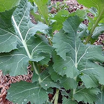 White russian kale