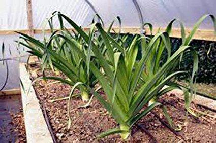 Farm.hand.seeds American Flag Leeks