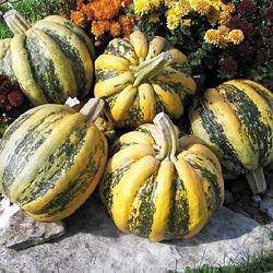 Farm Hand Seeds American Tondo