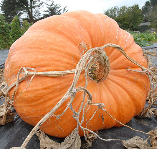 Giant atlantic. Show pumpkin