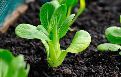 Baby Bok Choy