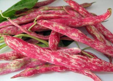 Farm.hand.seeds Pink Plume Celery 