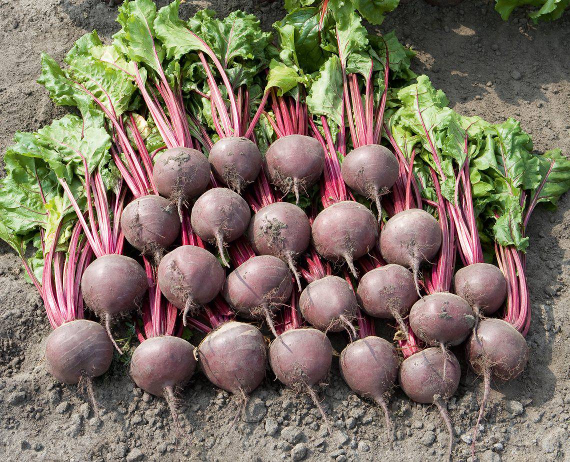 Farm.hand.seeds Lutz Beets