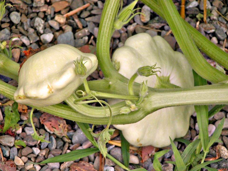 Farm.hand.seeds Bennings Green Tint Scallop