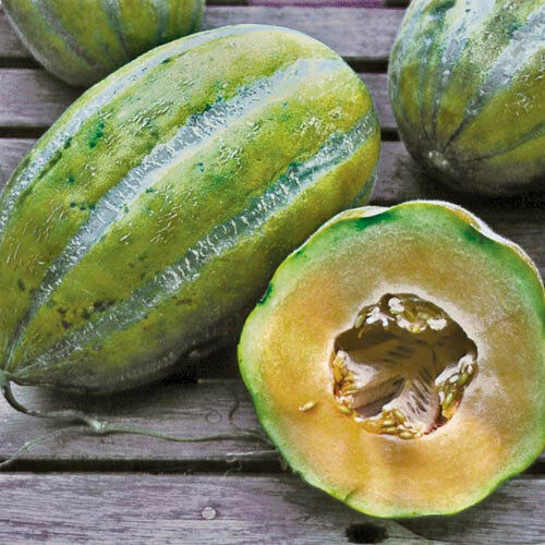 Bidwell casaba melon