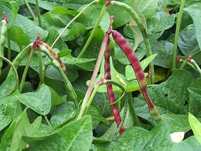 beyond organic seeds Pink Plume Celery 