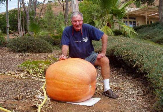 Big Max Pumpkin