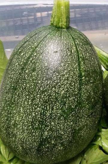 Farm.hand.seeds Tatume Summer Squash