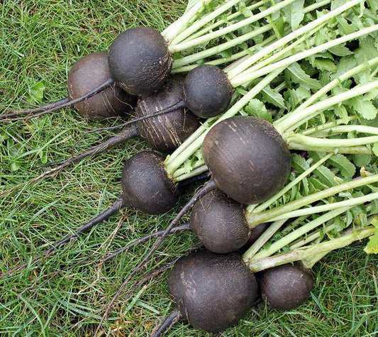 Black Spanish Radish