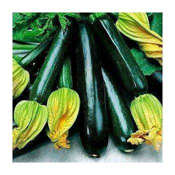 Black Beauty Summer Squash - Premium {PRODUCTsweet cornBlack Beauty Summer Squash_TYPE} from OR Squash King Seeds - Just $2.59! Shop now at Farm.hand.seeds