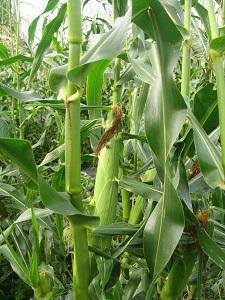 Farm Hand Seeds Bodacious