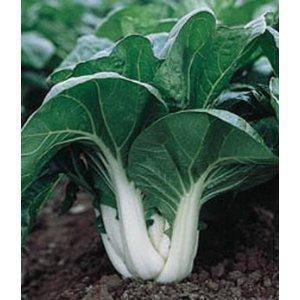 Farm.hand.seeds Bok Choy