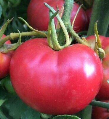 farm hand seeds Bradley heirloom tomato