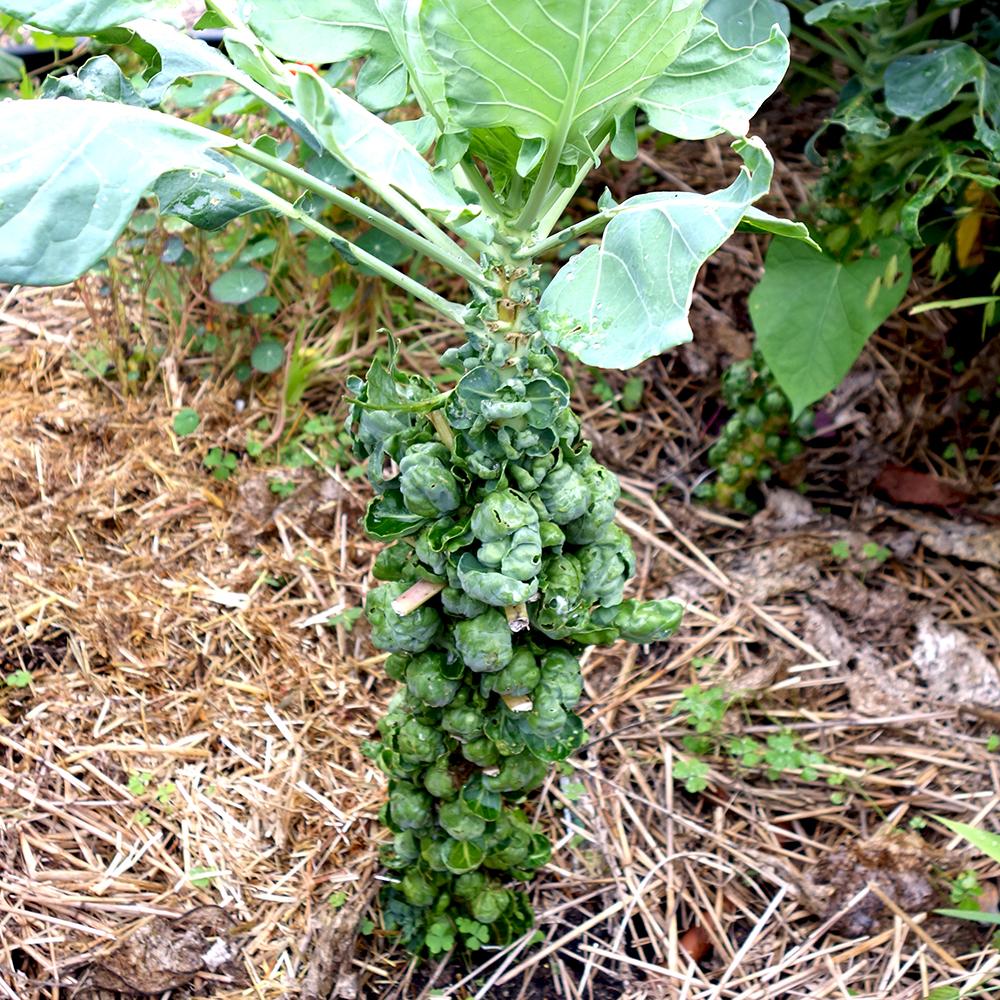 Farm.hand.seeds Pink Plume Celery 